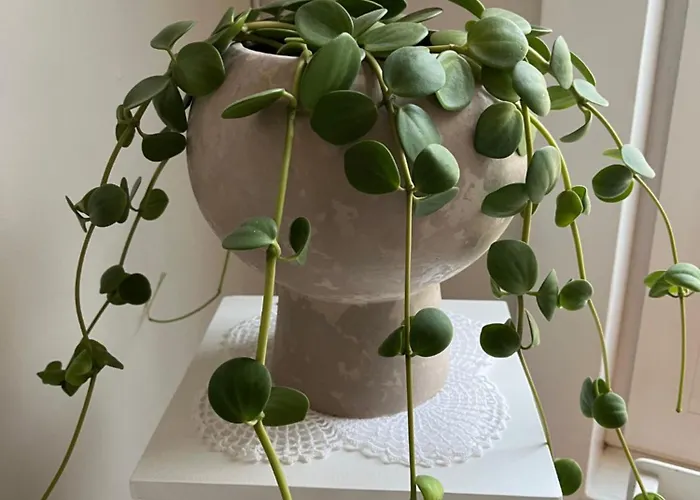 M I G L I O R E Couette-café 3*